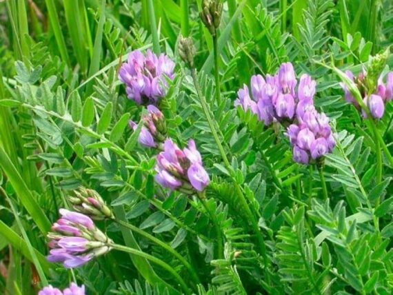 The Comprehensive Guide to the Benefits of Astragalus Supplements